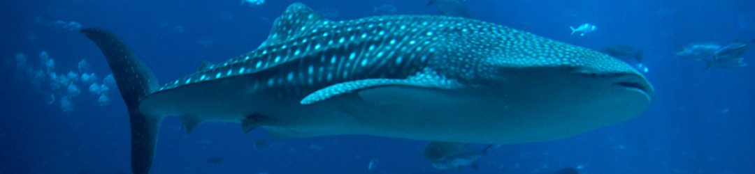 Whale Shark Tours Cancun
